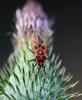 Corizus hyoscyami hyoscyami